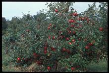 Honeycrisp Apples Cold Hardy Minnesota Apple 88106 University Of Minnesota Office For Technology Commercialization