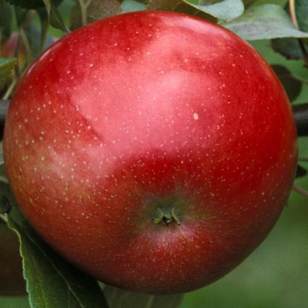 Zestar!® Cold Hardy, Early Season Apple Variety 97120 University of
