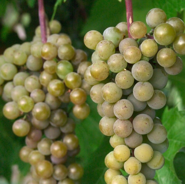 Cold Hardy La Crescent Grape Variety z01051 University of Minnesota