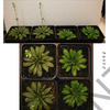 SOR modified plants showed delayed flowering and greater vegetative growth under prolonged exposure to light, compared to wild plants. Stress tolerance improvements in SOR plants