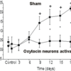 oxytocin release prevents increase in blood pressure in rat model. Activating oxytocin-releasing neurons prevents increase in blood pressure during chronic intermittent low oxygen in rats.
