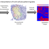 Quantitative Interprtation of Multi-cellular Patterning Data