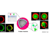 Self-Assembly of Protein Vesicles