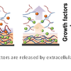 Scaffold releases growth factors after activation by extracellular matrix enzymes Scaffold releases growth factors after activation by extracellular matrix enzymes