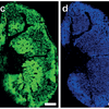 Molecular images of a mouse kidney section on a NAPA chip. a) optical image b) heme b c) PE(40:8) d) PC(32:0) e) composite. Molecular images of a mouse kidney section on a NAPA chip. a) optical image b) heme b c) PE(40:8) d) PC(32:0) e) composite.