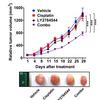 Cisplatin-resistant ovarian cancer xenograft tumor growth is suppressed when treated with a combination of LY2784544 and cisplatin.