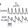 Drug-induced instabilities detected by this system. Dofetilide (2 mM) leads to voltage alternans at relatively low pacing frequency (2 Hz). Drug-induced instabilities detected by this system. Dofetilide (2 mM) leads to voltage alternans at relatively low pacing frequency (2 Hz).