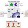 Image Keselowsky 16440_Bifunctional Fusion Protein Binds to Carbohydrates to Deliver Targeted Therapeutics