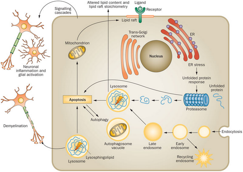 Nucleic Acid Delivery to the Liver for Hemophilia and Lysosomal Storage