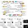 Design of trans-splicing RNA