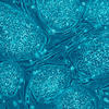 New Growth Matrix for Petri Dishes Helps Advance Stem Cell Research Human Embryonic Stem Cells