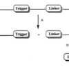Physiologically triggered release of drugs from dendrimer platform Physiologically triggered release of drugs from dendrimer platform