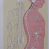 EMG Whiz is the first interactive simulator designed to teach and assess electrodiagnostic problem-solving skills The human nervous system – diagram