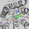 These dopamine 3 (D3) ligands have therapeutic potential for the treatment of dopamine-related diseases like Parkinson’s, depression, drug addiction, schizophrenia, and restless leg syndrome. Selected ligands binding with human D3 receptor