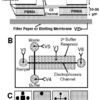 A laminated chip for Western blot A) shows the cross-section of different layers. B) Top view of channel layout, reservoirs and voltage. C) Layers that are glued for the chip. Laminated chip diagram for Western blot