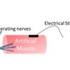 ALT TEXT: Artificial muscle construct for treating neuromas