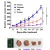 Cisplatin resistant ovarian cancer tumor growth is slowed when treated with DHS. The combination of DHS and Cisplatin proves even more effective, highlighting the re-sensitization of the cancer cells to Cisplatin. Cisplatin resistant ovarian cancer tumor growth is slowed when treated with DHS. The combination of DHS and Cisplatin proves even more effective, highlighting the re-sensitization of the cancer cells to Cisplatin.
