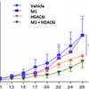 In mice, M1+HDAC6i shows a significant decrease in melanoma tumor size compared to Vehicle or untreated M1. In mice, M1+HDAC6i shows a significant decrease in melanoma tumor size compared to Vehicle or untreated M1.