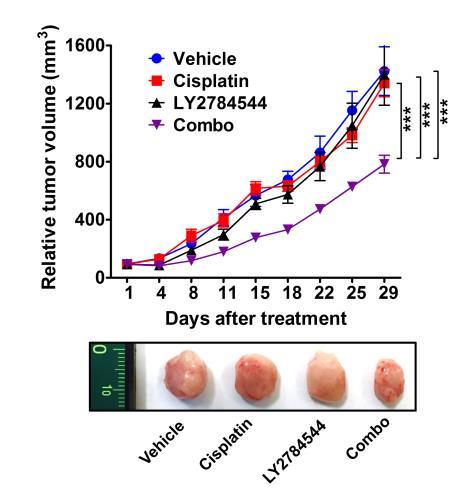 Ovarian cancer xenograft model Human papilloma virus lecenje - kunz-summer-academy.ro